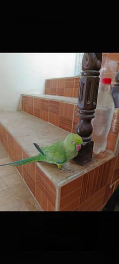 green tota hai