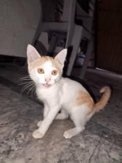 Marmalade Orange and white cat