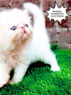 pure Persian male kitten piki/peke CFA piki bloodline