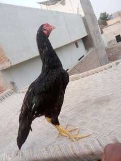 Aseel patha
