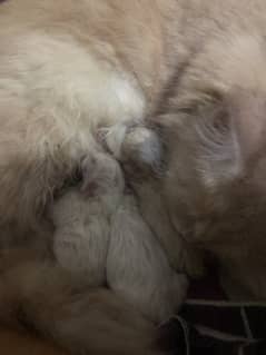 kittens