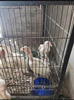 aseel Heera for sale