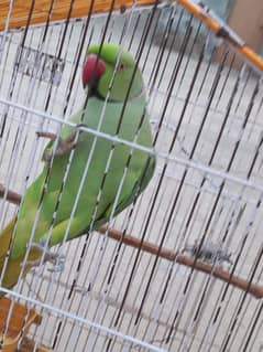 parrot