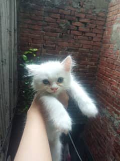 Persian white kitten with blue green eyes