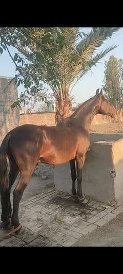 Nezabaz chalbaz horse for sale