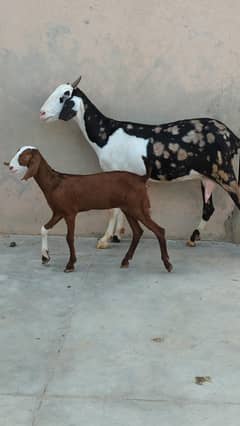 Ajrak Bakri with Female kid
