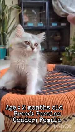 2 month female persian kitten triple coat