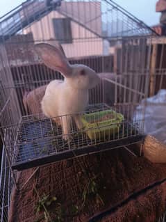 Newzeland white rabbit
