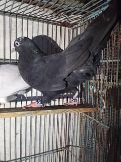 pigeonsareverynaturalyhealthycanyousee and brought away