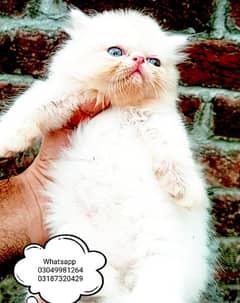 pure Persian male kitten piki/peke face CFA piki bloodline