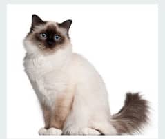 Russian cat black and grey. . .