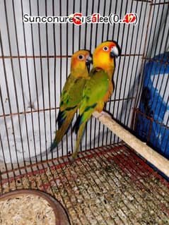 sunconure