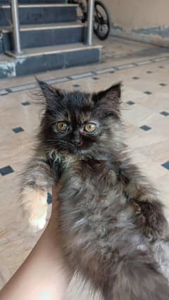 triple coat