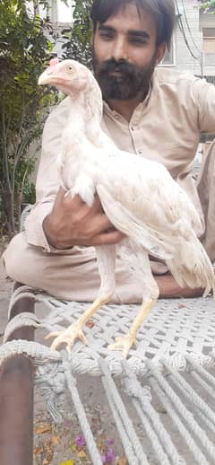 aseel for sell