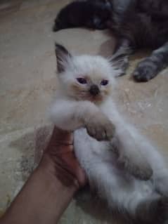 himaliyanl kitten