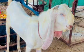 Gulabi Bakra hai 2  dant