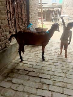 dasi bakri