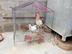 misri hens adult pair for sale