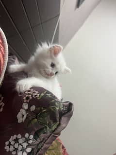 Persian kittens