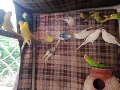 budgies