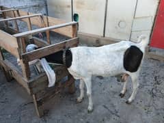 Bakri do bachoon ke saath 3 months