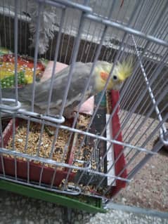Male Cocktail Parrot