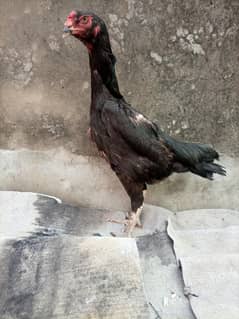 pure black Aseel shamo