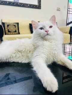 Persian cat