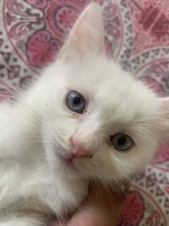 Persian kitten