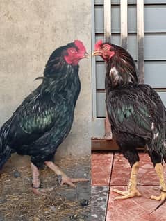 Aseel Lasani Mushka Breeder for sale