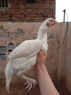 Two Aseel Heera Hens