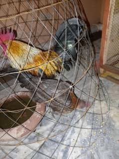 hens for sale