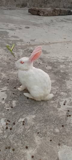 New Zealand White rabbits Red Eyes For Sell