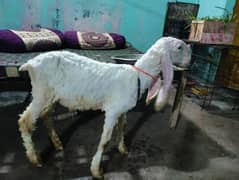 Gulabi
