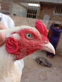 White Aseel Heera Murgha