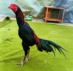 thai panus chicks thai pakoy chicks pure thai panus thai panas chicks