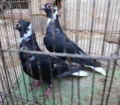 kalay
