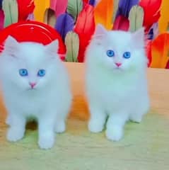 Persian cat for sale bule eyes
