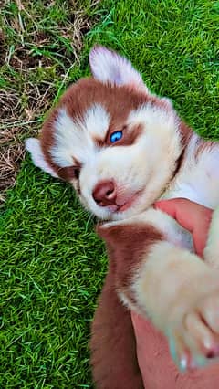 quality husky pup