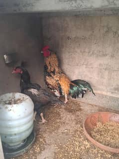 High Class Mushki or heeri Madi for sale and mix breed murgha