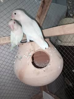 Albino