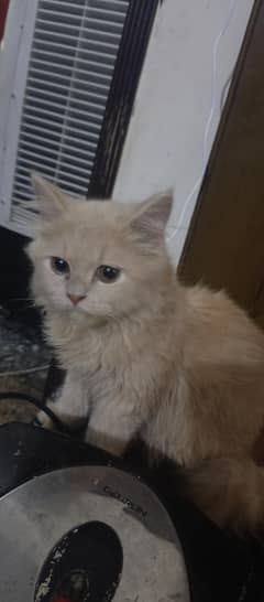 kitten