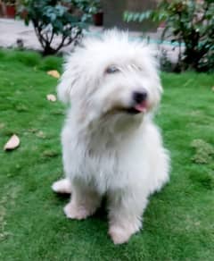 Poodle Bitch