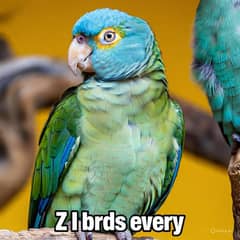 australian parrot ke breeder pair available hai and wooden cage