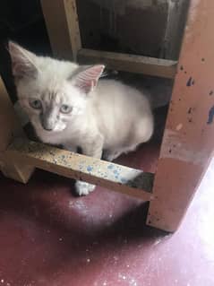 Beautiful Siamese Kitten for Sale – 4 Months Old!
