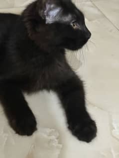 Persian kitten