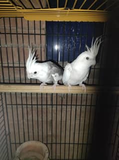 pair