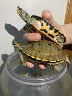 Turtles