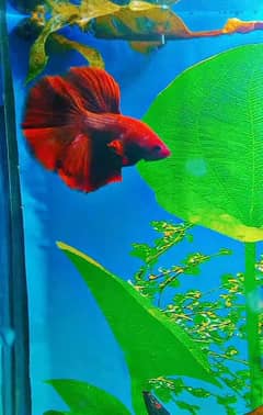 Betta