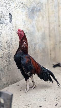 Aseel Pair For sale